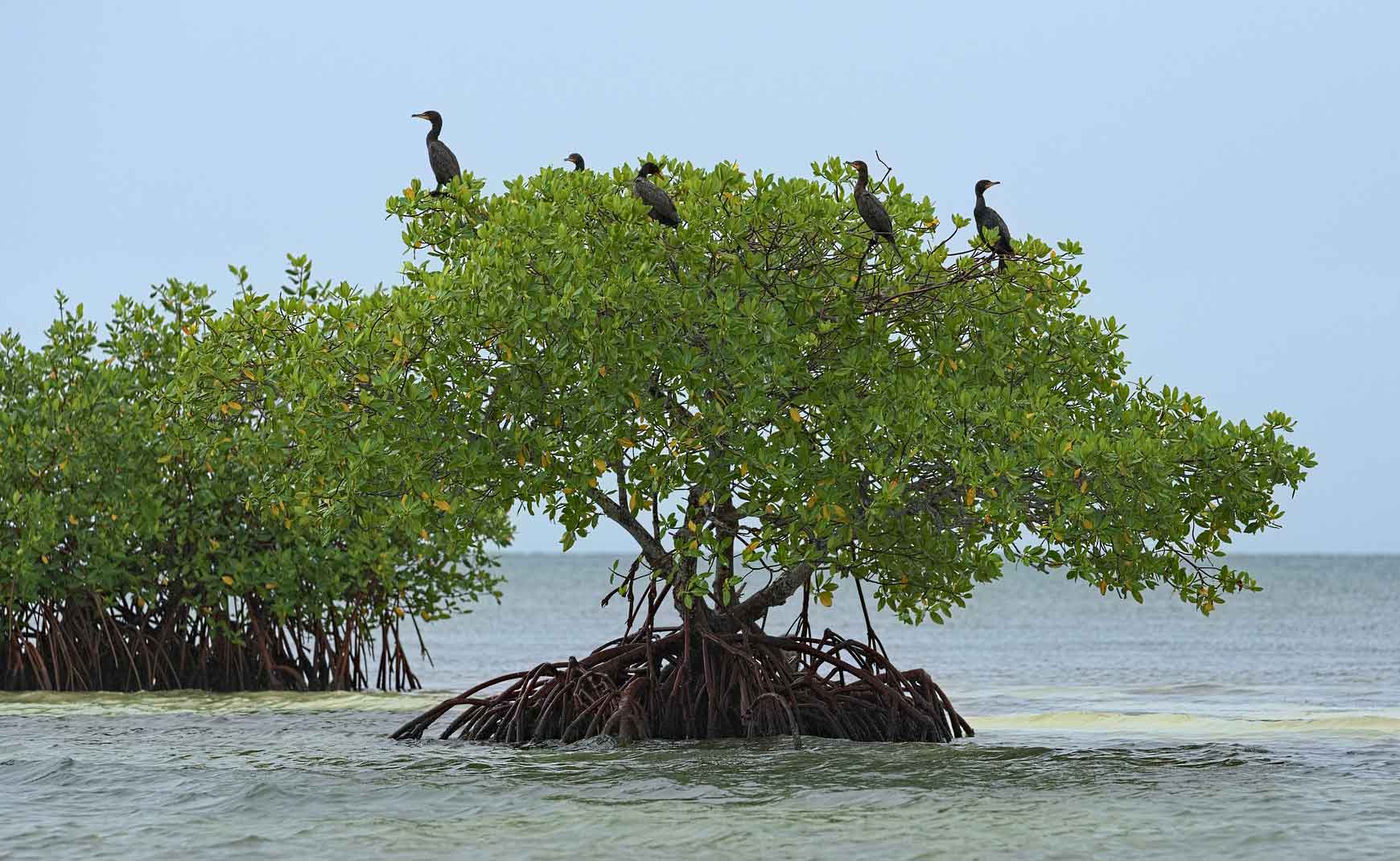 Mangrove sénégalaise