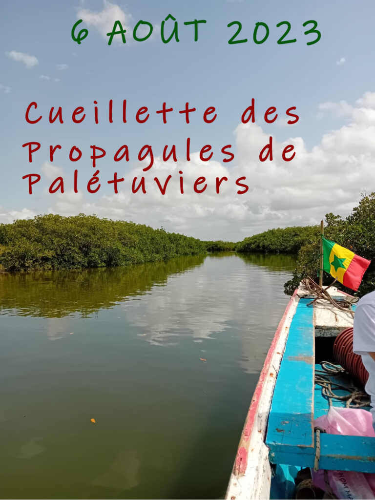 Départ dans les bolongs du Saloum, pour récolter les plantules