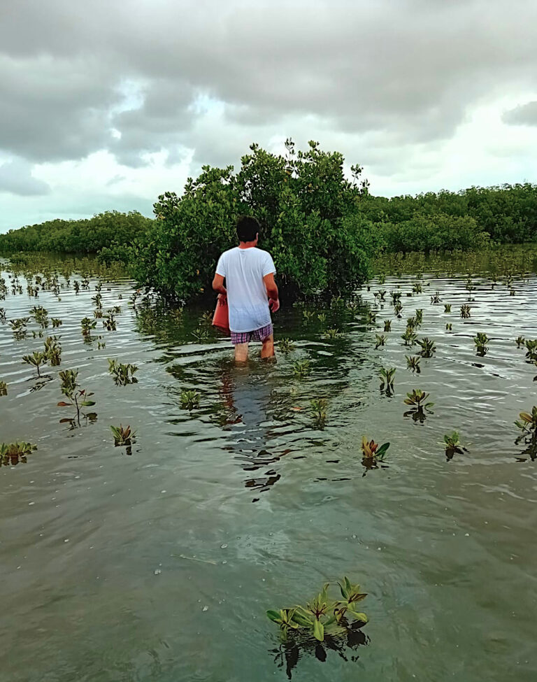 Les pieds dans le Saloum, pour prélever les propagules de palétuviers rouges