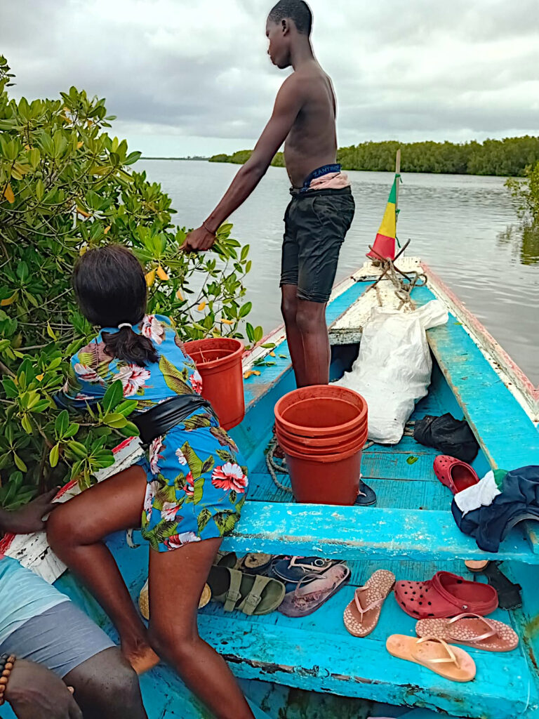 Récolte de propagules de palétuviers rouges, de la pirogue