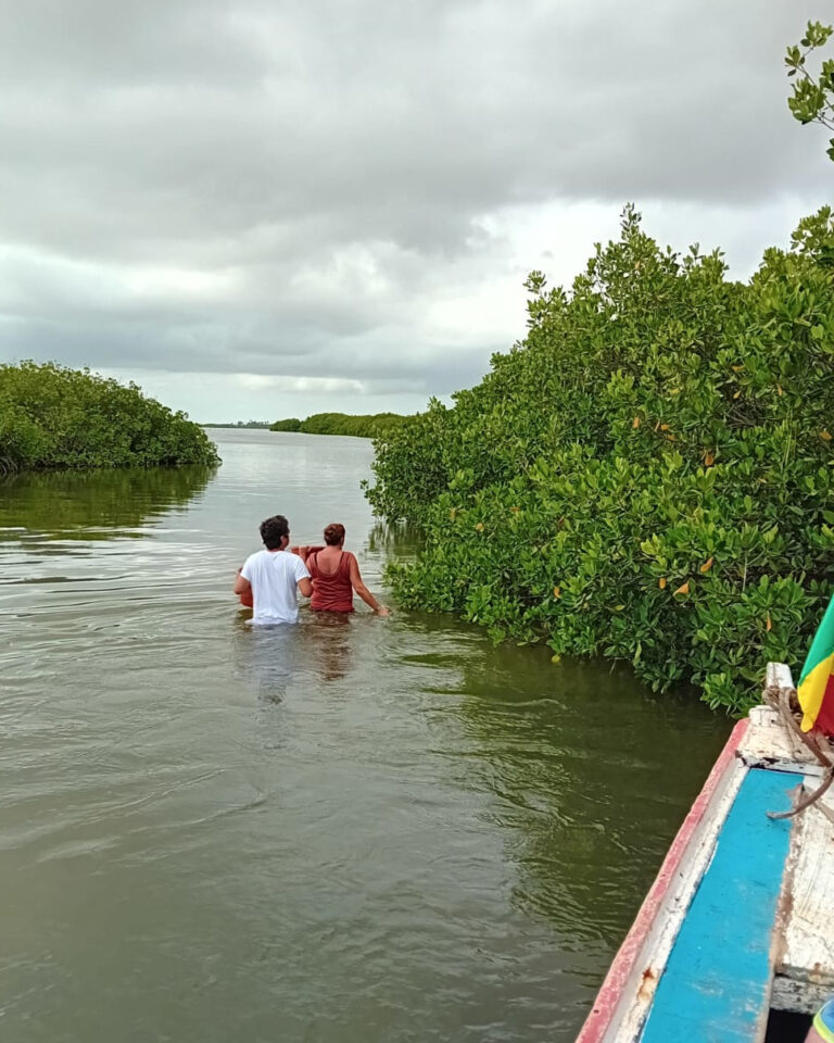 L'équipe du Vaucluse : trouver-des-pousses-de-paletuvier-au-sine-saloum