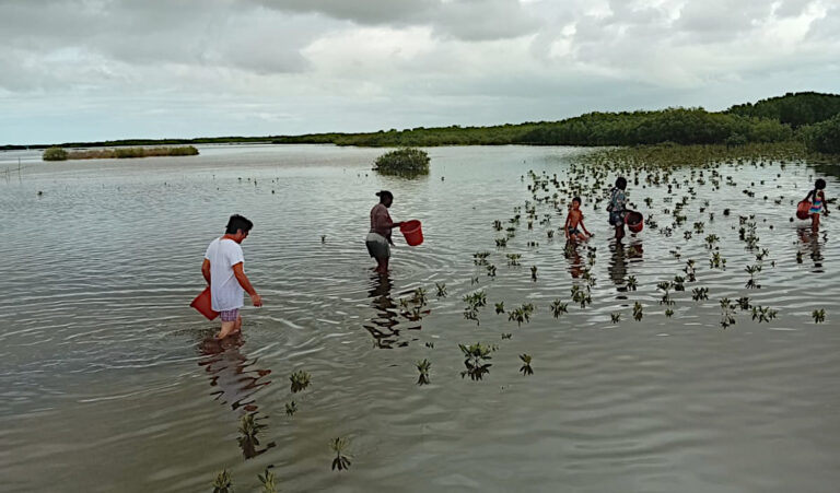 Membres de Nipah Palm et amis participent